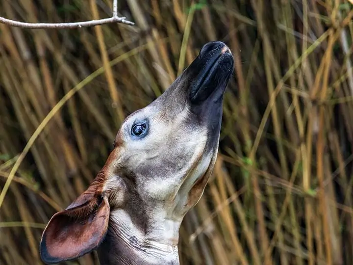 Okapi congolese giraffe large